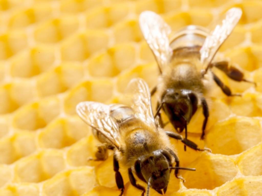 corso-apicoltura-di-primo-livello-–-riviera24