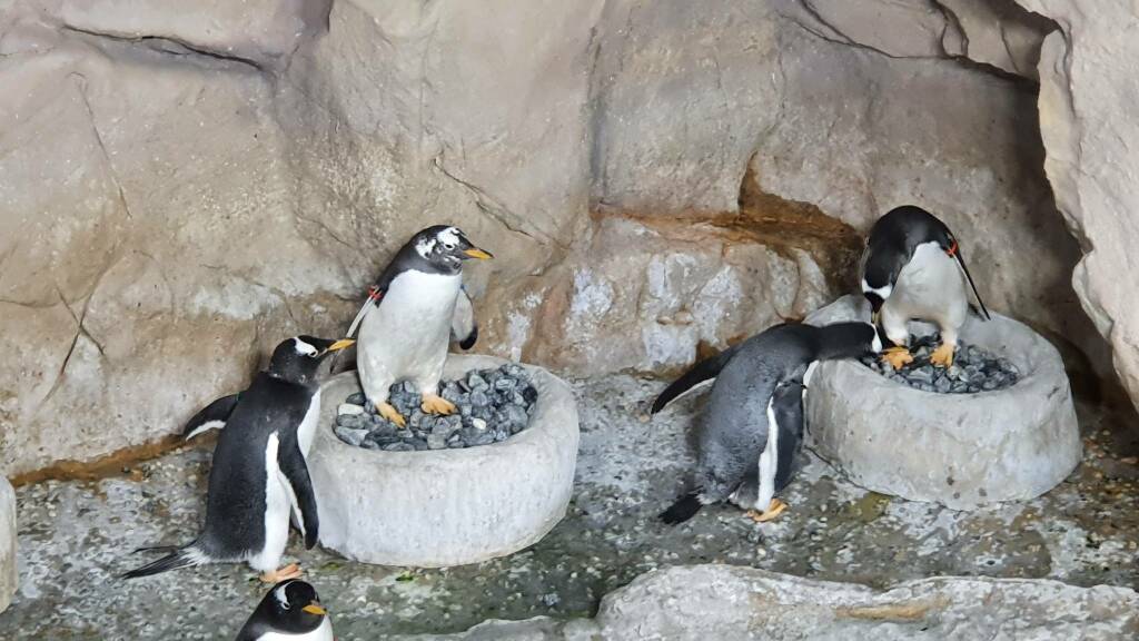 san-valentino-anche-all'acquario-di-genova,-i-pinguini-iniziano-i-riti-di-corteggiamento-–-genova-24