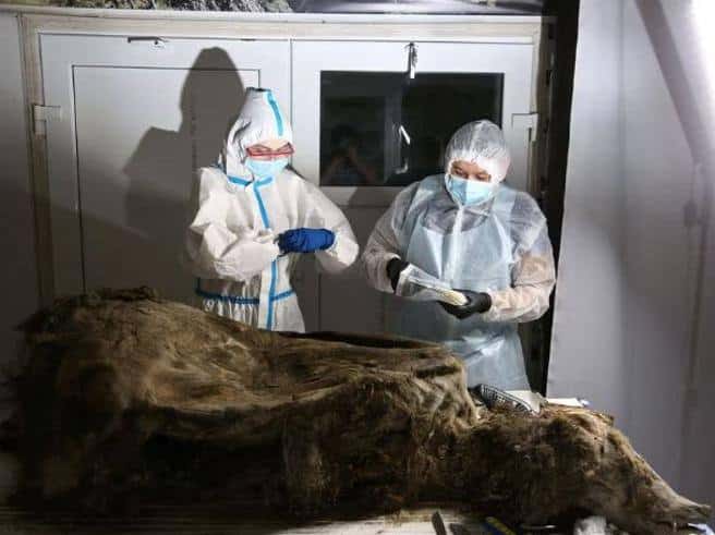 l’autopsia-svela-i-misteri-di-un’orsa-morta-3500-anni-fa-e-ritrovata-nel-permafrost-di-un’isola-siberiana-corriere.it