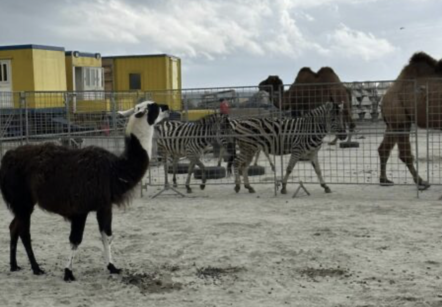 circo-in-piazzale-kennedy,-tutto-rimandato-al-6-aprile-ma-non-si-ferma-la-protesta-sullo-sfruttamento-degli-animali