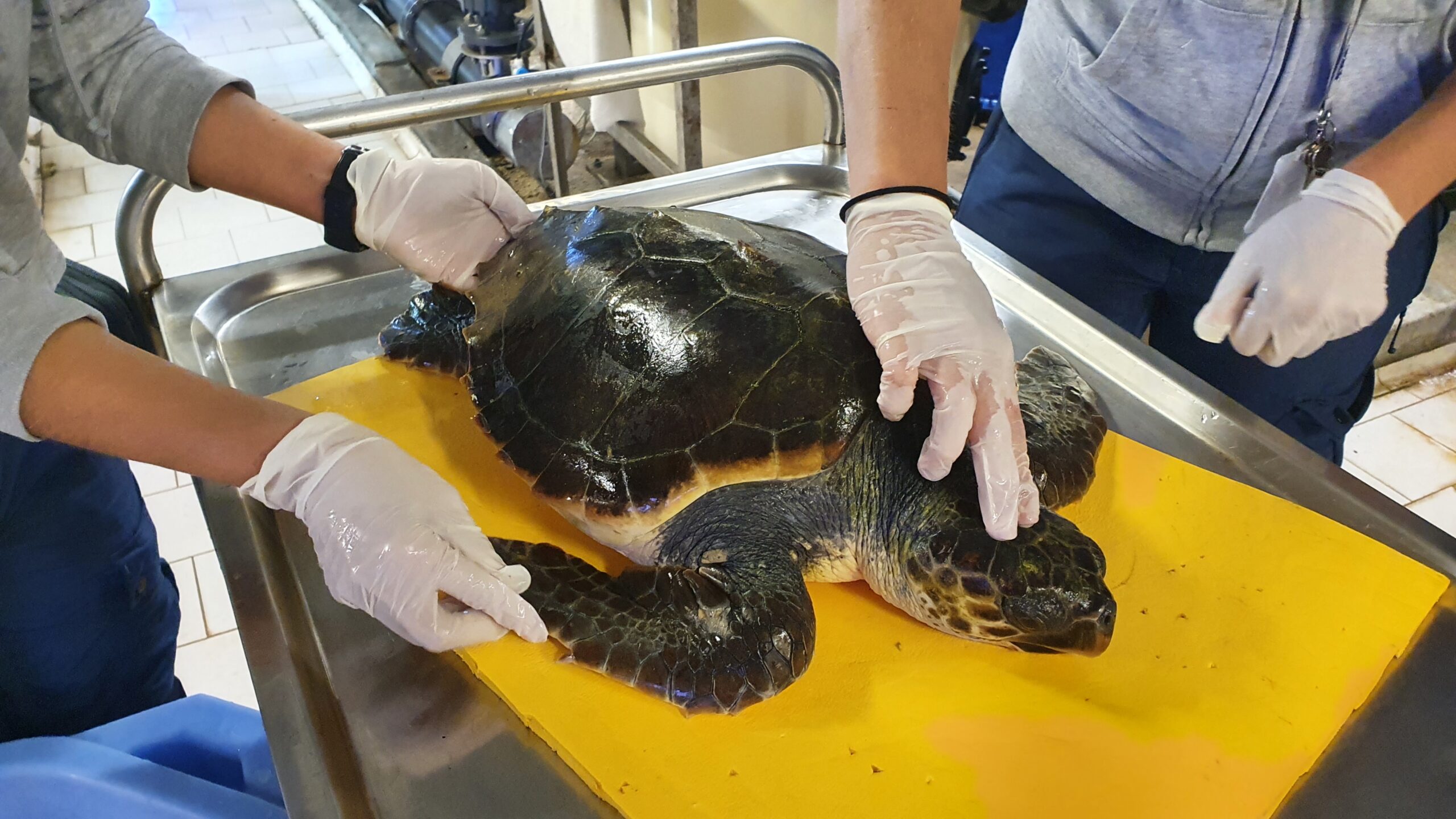 tartaruga-caretta-caretta-soccorsa-al-largo-di-imperia-curata-all'acquario-di-genova-|-liguria-business-journal